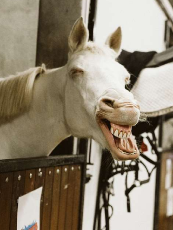 Case Study 3: Cherry Orchard Equine Centre