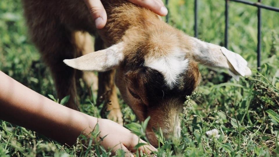 Minister McConalogue Launches the 2022 Animal Welfare Grant Programme